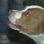 Hero Pit Bull Saves Teen from Stabbing Attack