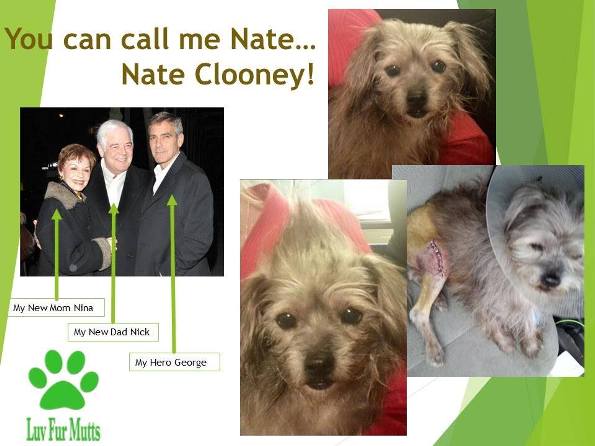 george clooney adopts unwanted dog for parents