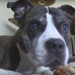 3-Legged Senior Pit Bull Saves Couple from Armed Robber