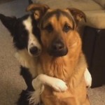 The Sweetest Trick: Border Collie Hugs Her German Shepherd BFF [Video]