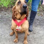 Dog Taking a Potty Break Ends Up Finishing Half Marathon