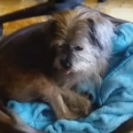 George Clooney Adopts Unwanted Rescue Pup for His Parents