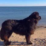 Dog Helps Save Life of Stranded Sea Turtle
