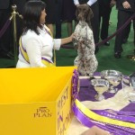 Arftung! German Shorthaired Pointer Wins Westminster Best in Show Title