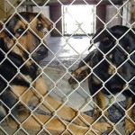 Oklahoma Shelter (Legally) Euthanizes Dogs with a Pistol