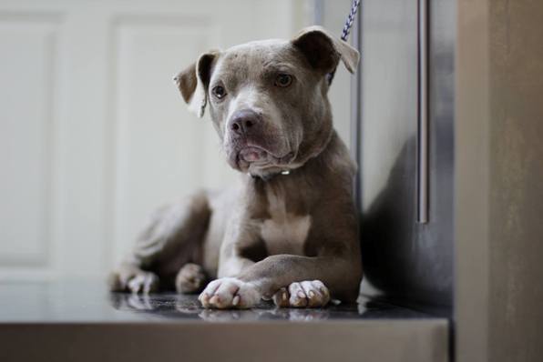 Graycie Granite Hills Animal Hospital