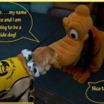 Watch a Guide Dog in Training Get Schooled by Pluto at Disneyland