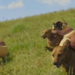 These 3 Super Bowl 50 Commercials Are Doggone Good