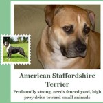 New ‘Fetch’ App Identifies the Breed of Your Dog — and You