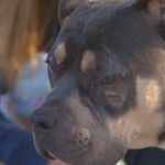 Dog Run Over by 13 Trains Lives to Bark About It