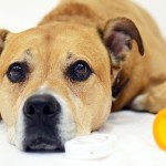 For First Time Ever, OTC Medications Top ASPCA’s List of Pet Toxins