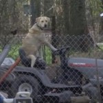 This ‘Gardener Retriever’ Is Ready to Drive a Lawn Mower