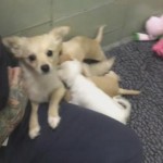 Tissue (Box) Alert! Watch a Shelter Mama Dog Reunite with Her Puppies