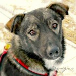 Snowmobiler Intentionally Strikes Iditarod Sleds, Killing One Dog