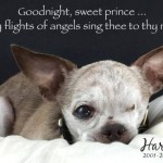 RIP Puppy-Mill Survivor Harley, 2015 American Hero Dog