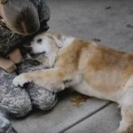 Tissue Alert! Watch a Senior Golden Retriever Reunite with Her Soldier Dog Mom