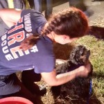 Firefighters Rescue 34 Dogs from Florida House Fire