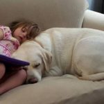 Dog Detects Diabetic Girl’s Blood Sugar Drop from 5 Miles Away