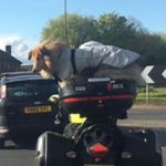 Strapping a Dog to a Motorbike Is Not a Safe Idea