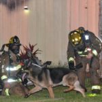 German Shepherd Leads Firefighters to Children in Burning House
