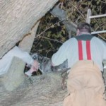 Watch Rescuers Save Great Dane Stuck in Tree