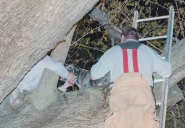 great dane stuck in tree