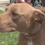 Hero Pit Bull Mix Honored for Saving Family from Home Intruders