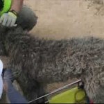 Lucky Dog Survives 300-Foot Fall from Cliff