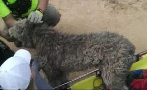 dog fell 300 feet off cliff and lived