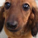 PetSmart Groomer Charged with Animal Cruelty after Dachshund Dies
