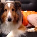 Paralyzed Dog ‘Cured’ by Vet Intern Moments Before Euthanization