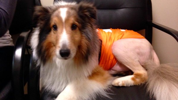 dog paralyzed by tick saved before being euthanized