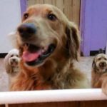 Golden Retriever Runs Away to Doggie Daycare