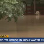 Watch a Tethered Dog Rescued During Texas Floods