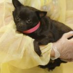 How to Help the 276 Dogs Rescued from New Jersey Hoarders