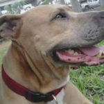Pit Bull Service Dog Dies While Saving Owner from Alligator Attack