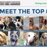 Vote Now for the 2016 AHA Hero Dog Award Winner
