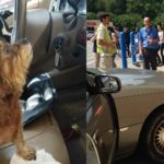 Dog Drivers Crash into Walmart Store (They’re OK)
