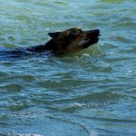Injured German Shepherd Puppy Rescued by Boaters