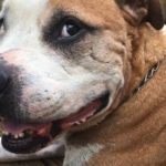 Happy News: Pit Bull Stabbed Saving Woman’s Life Has a New Home
