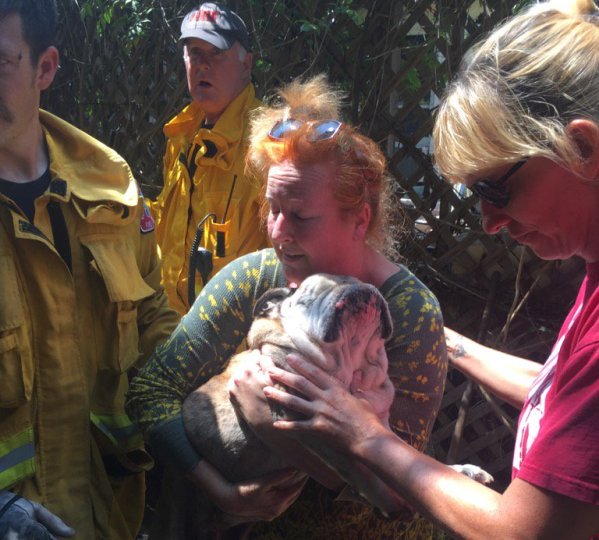 Angus 14-year-old Bulldog rescued from well