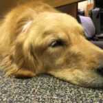 LCC Comfort Dogs and Handlers Injured in Random Shooting