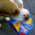 Pit Bull Brings Popsicles to Police Who Helped Save His Life