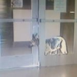 German Shepherd Escapes Shelter Trying to Find Owner Who Lost His Home
