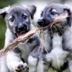 Two Cute! Identical Twin Puppies May Be World’s First Ever