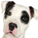 Montreal SPCA Takes a Stand Against Proposed Pit Bull Ban