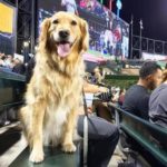 1,122 Four-Legged White Sox Fans Break Guinness World Record