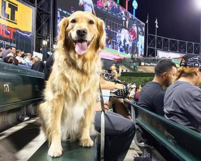 dogs at White Sox game break world record