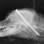 Monsters out on Bail After Burying Dog Alive with Nail in His Head