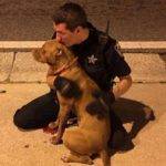 Good Cops! Florida Deputies Comfort Pit Bulls Abandoned in Street